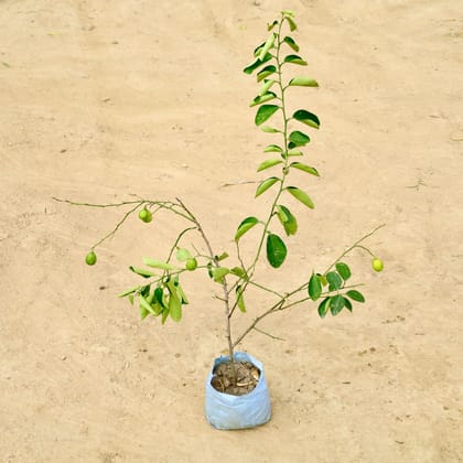 Buy Nimbu / Lemon in 4 Inch Nursery Bag Online | Urvann.com