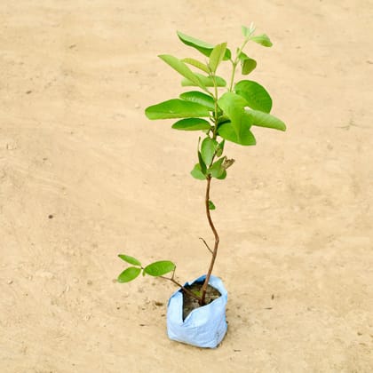 Buy Guava / Amrood in 4 Inch Nursery Bag Online | Urvann.com
