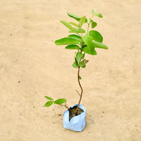 Guava / Amrood in 4 Inch Nursery Bag