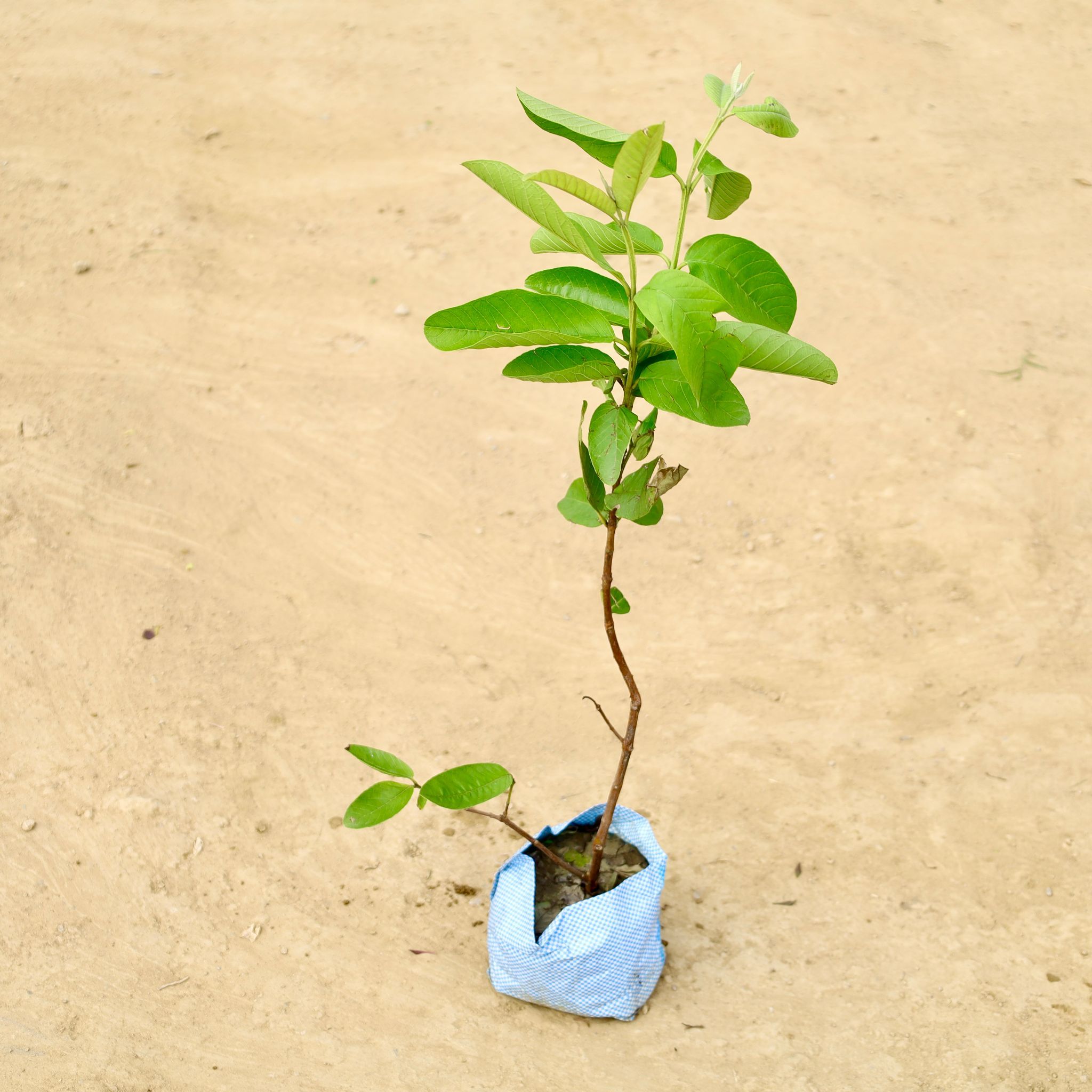 Guava / Amrood in 4 Inch Nursery Bag