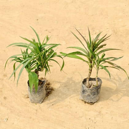Buy  Set of 2 - Ruellia / Maxican Petunia (any colour) in 4 Inch Nursery Bag Online | Urvann.com
