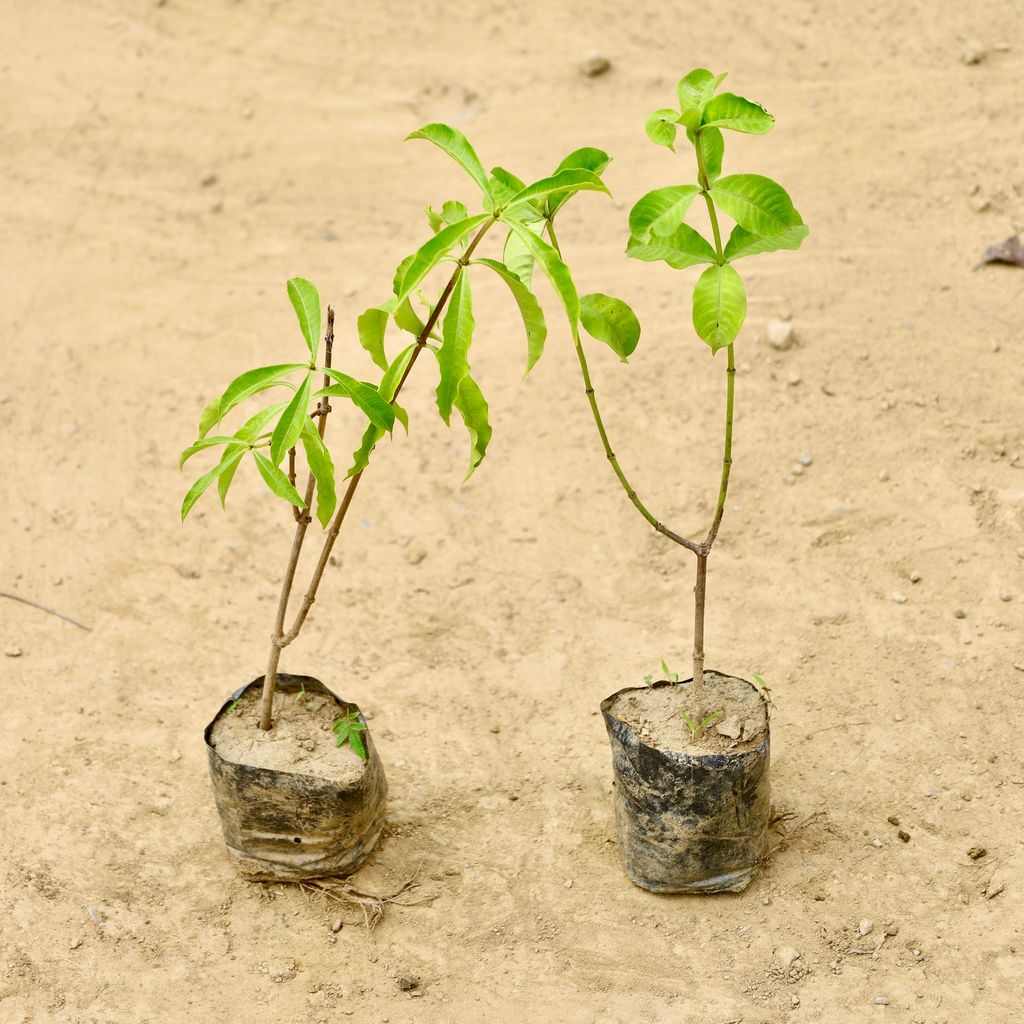 Set of 2 - Allamanda Creeper (Any Colour) in 4 Inch Nursery Bag