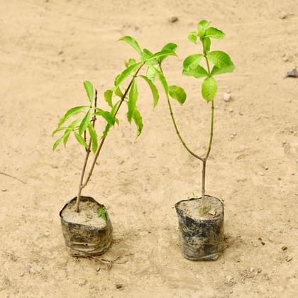 Buy Set of 2 - Allamanda Creeper (Any Colour) in 4 Inch Nursery Bag Online | Urvann.com