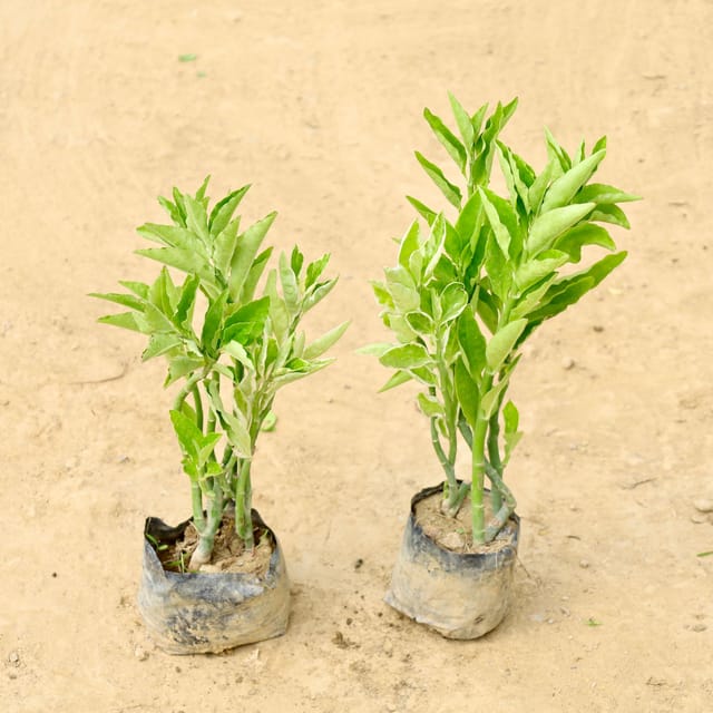Set of 2 - Pedilanthus / Devil's Backbone in 4 Inch Nursery Bag
