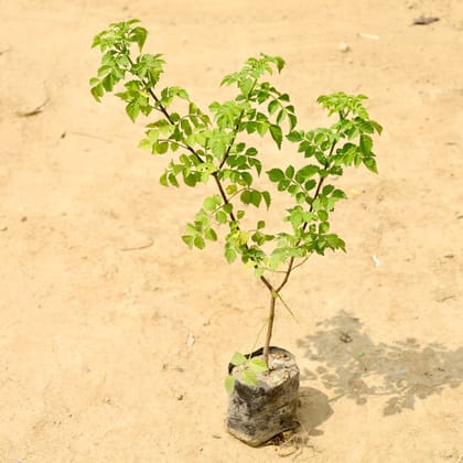 Buy Tecoma Capensis in 4 Inch Nursery Bag Online | Urvann.com