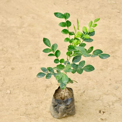 Buy Murraya / Madhu Kamini in 4 Inch Nursery Bag Online | Urvann.com