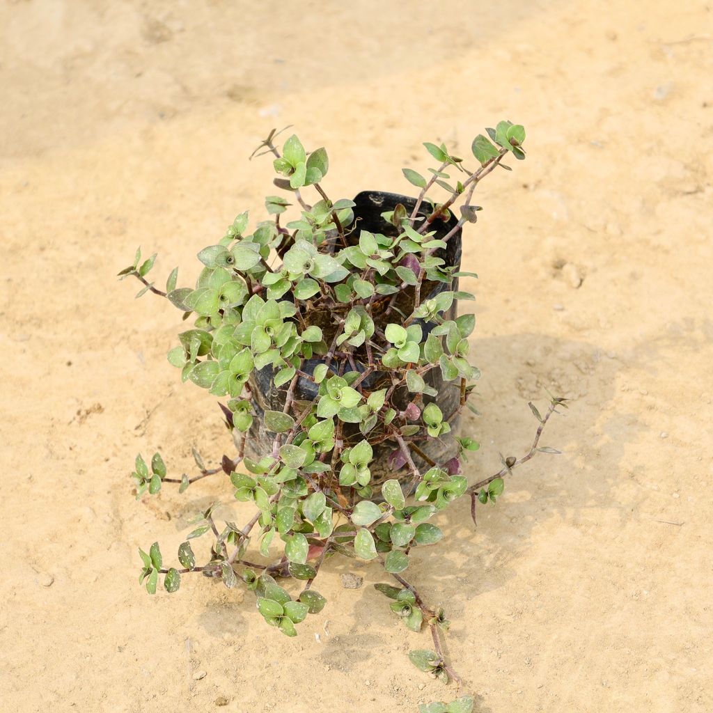 Buy Turtle Vine in 4 Inch Nursery Bag Online | Urvann.com Turtle Vine in 4 Inch Nursery Bag