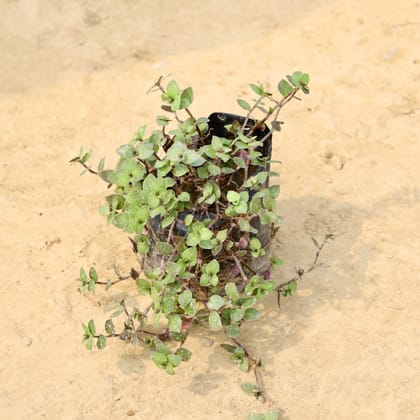 Buy Turtle Vine in 4 Inch Nursery Bag Online | Urvann.com