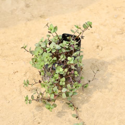 Turtle Vine in 4 Inch Nursery Bag