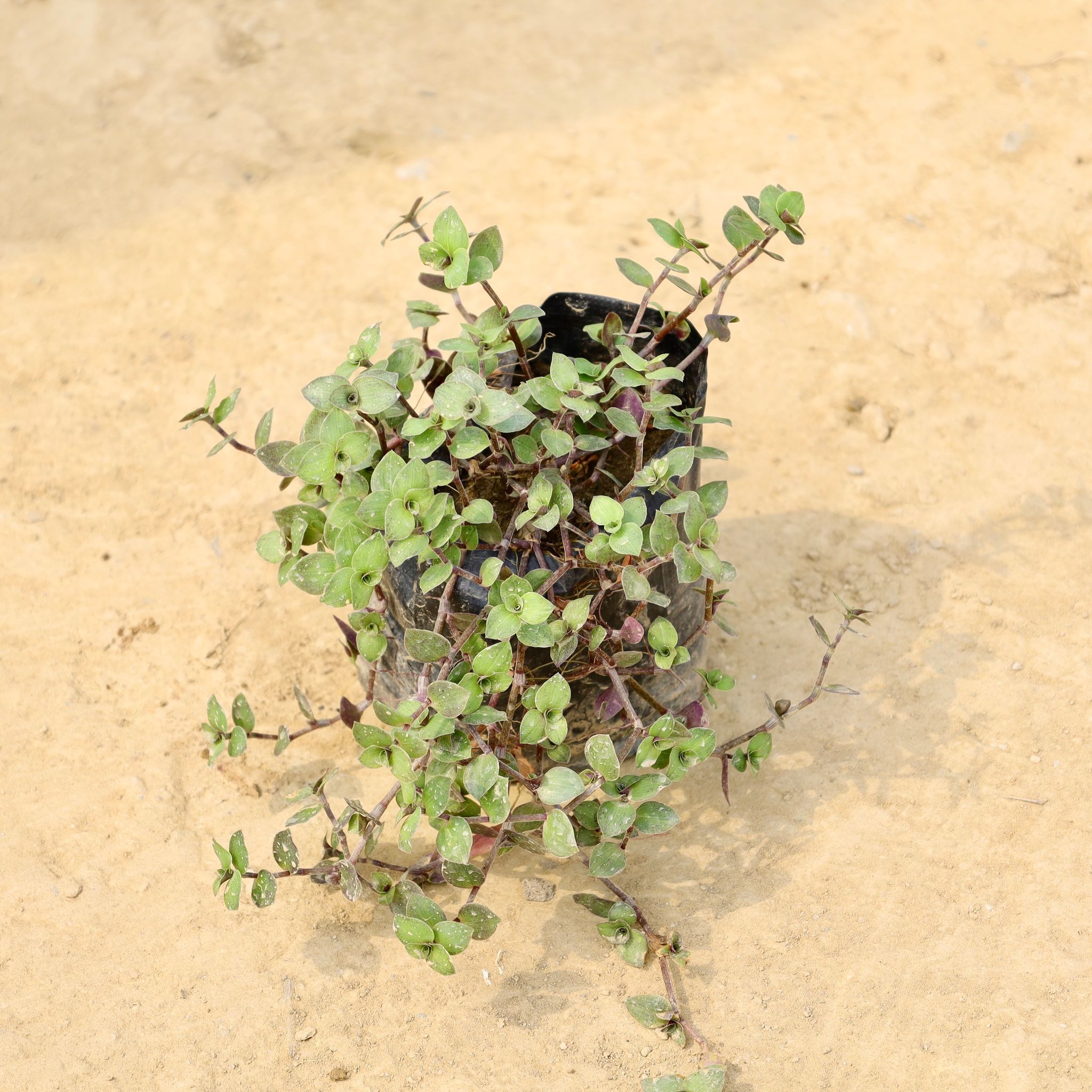 Turtle Vine in 4 Inch Nursery Bag