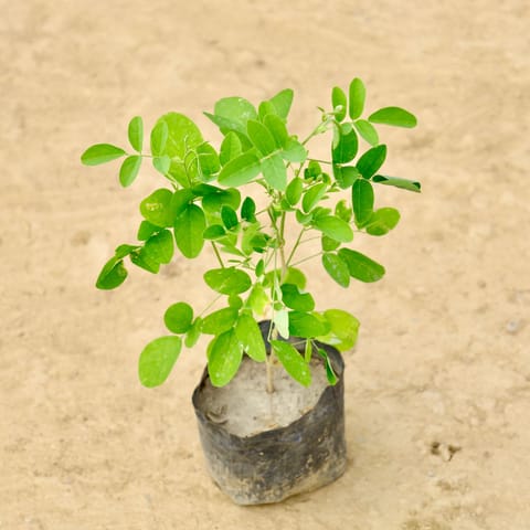 Aparajita (any colour) in 4 Inch Nursery Bag