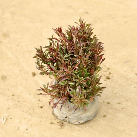 Alternanthera red in 4 Inch Nursery Bag