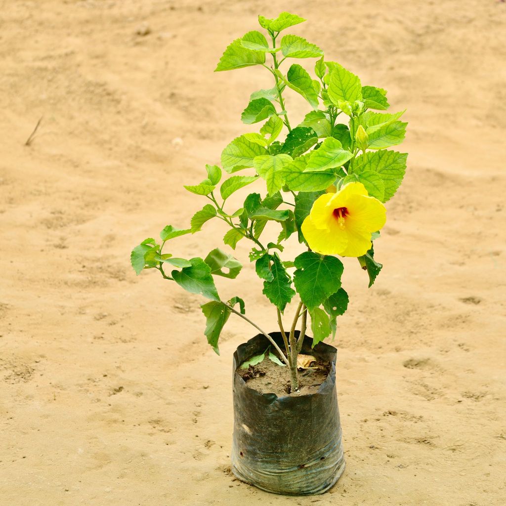 Hibiscus / Gudhal (any colour) in 8 Inch Nursery Bag