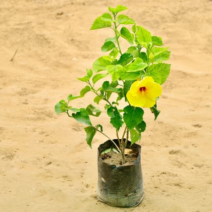 Buy Hibiscus / Gudhal (any colour) in 8 Inch Nursery Bag Online | Urvann.com