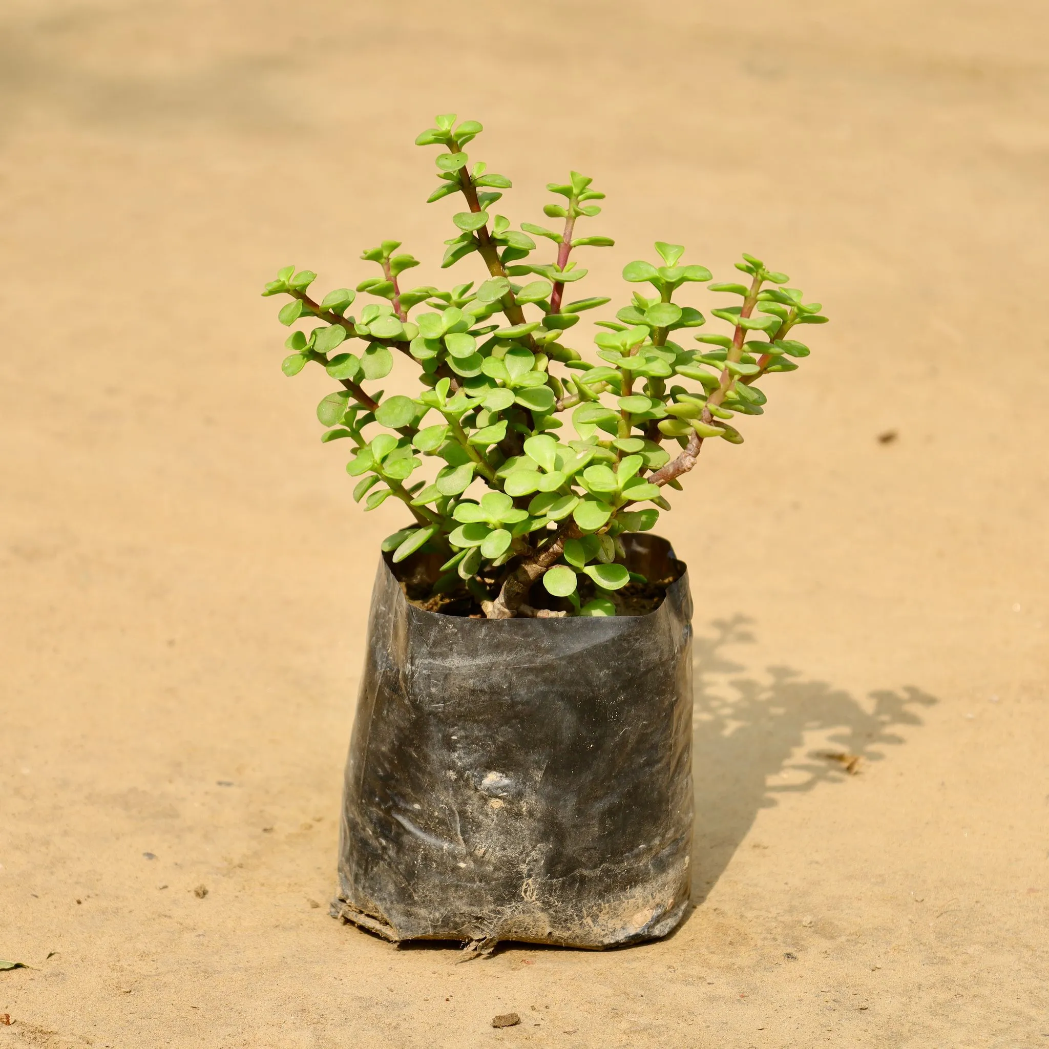 Lucky Jade in 4 Inch Nursery Bag
