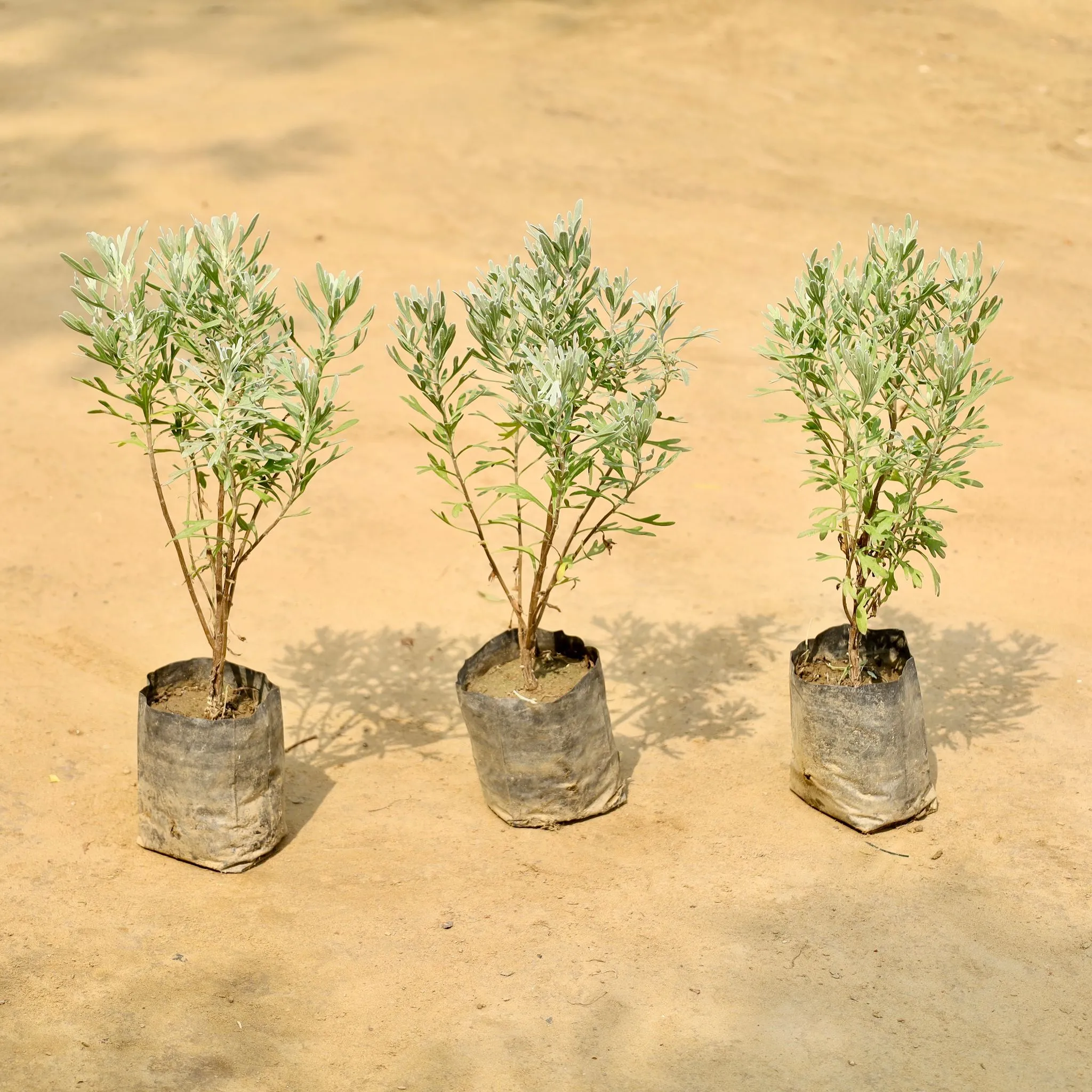 Set of 3 - Lavender  in 4 Inch Nursery Bag