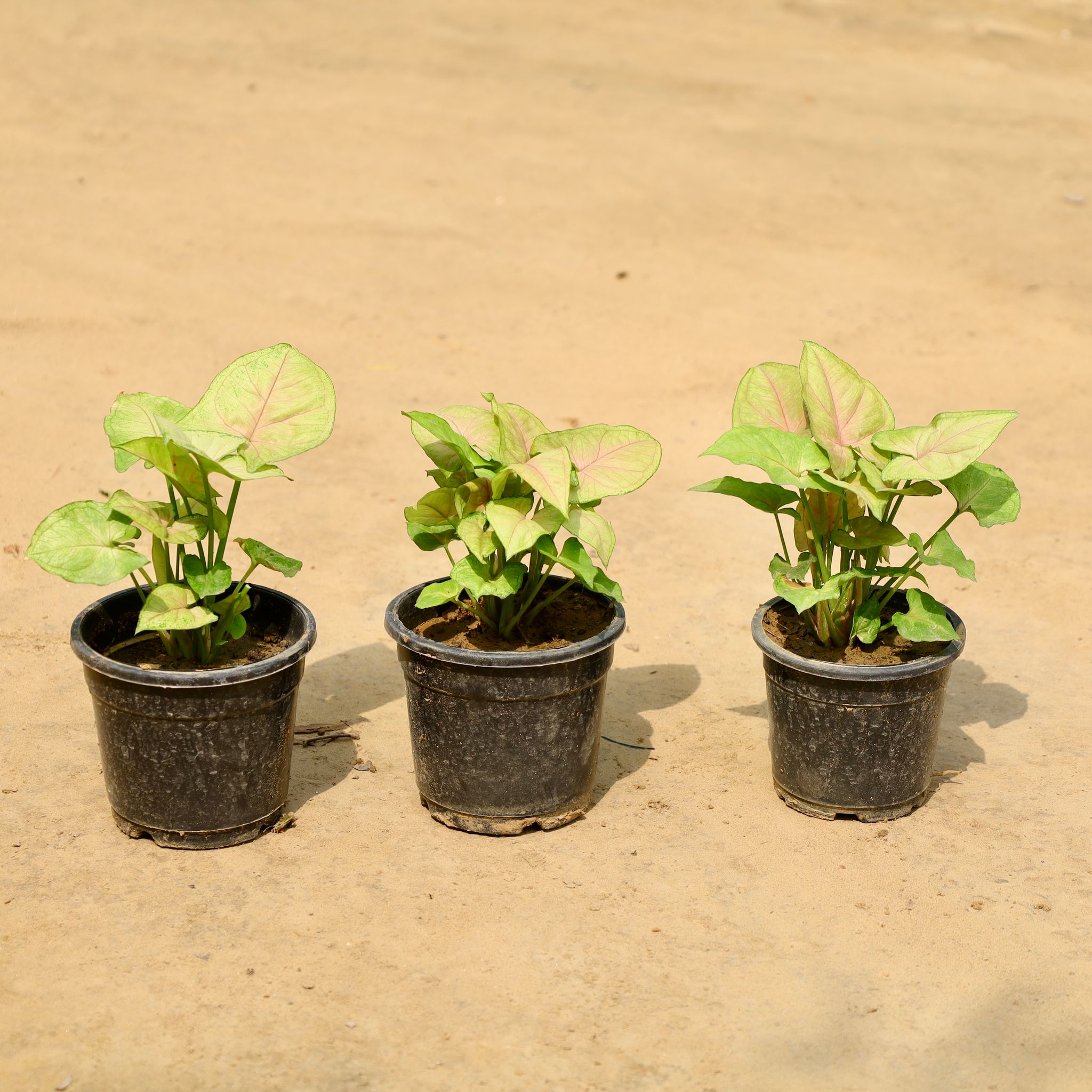 Set of 3 -  Syngonium Dwarf in 4 Inch Nursery Pot