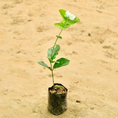 Mogra / Jasmine in 4 Inch Nursery bag