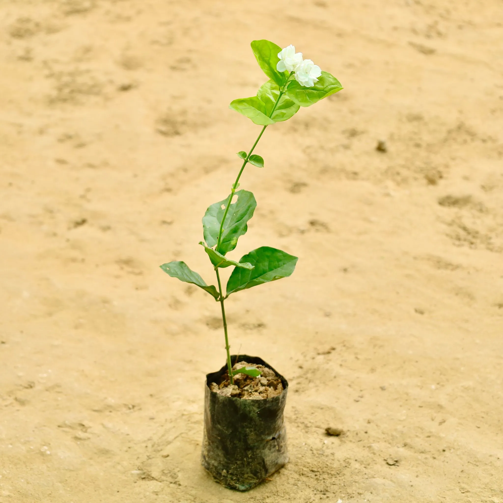 Mogra / Jasmine in 4 Inch Nursery bag