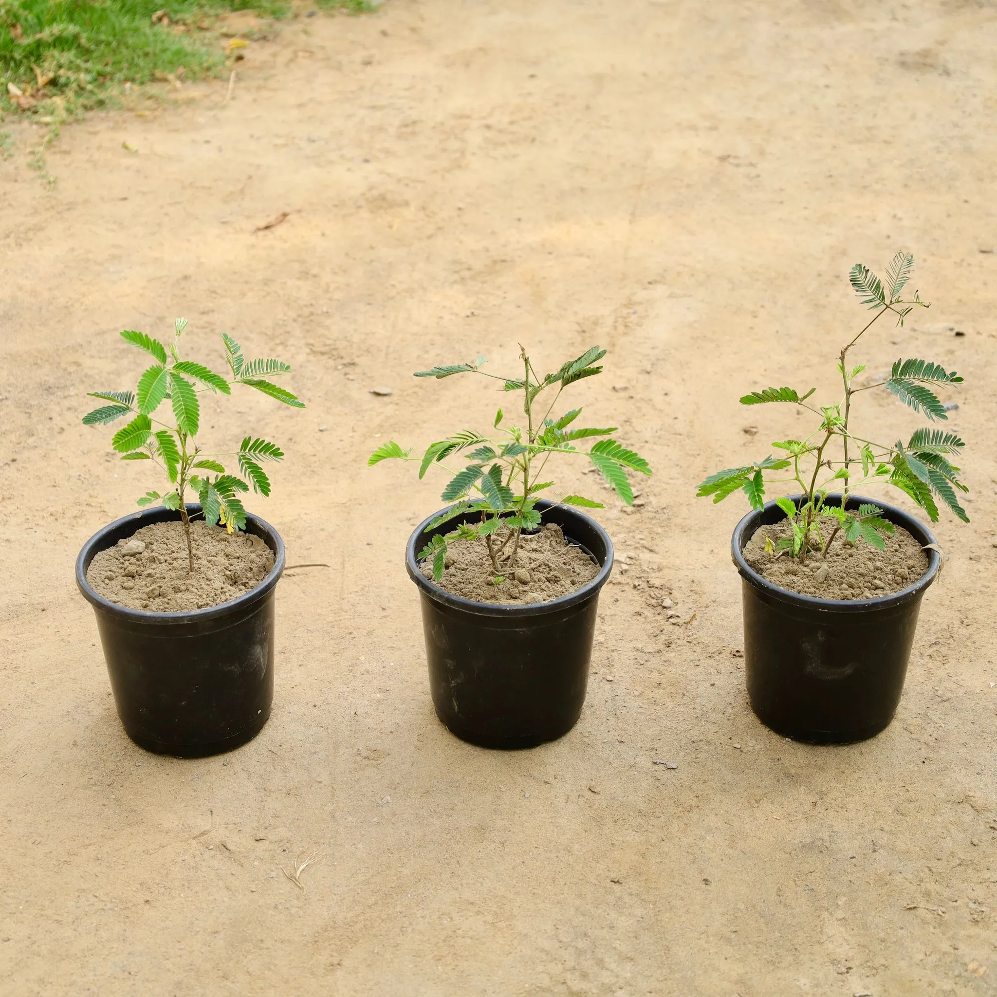 Set of 3 - Touch me Not / Chui Mui (Any Colour) in 6 Inch Nursery Pot