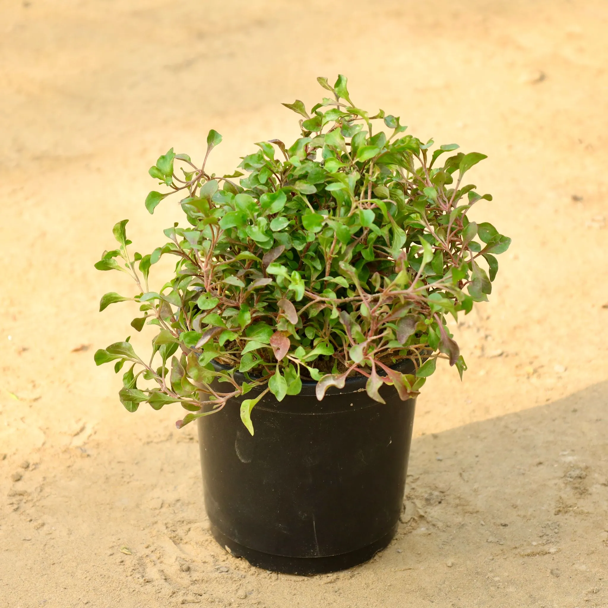 Alternanthera Red in 6 Inch Nursery Pot