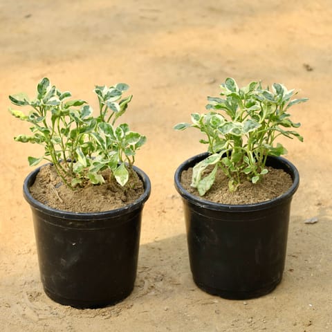 Set of 2 - Alternanthera Variegated in 6 Inch Live Fresh Plant Nursery Pot in Noida Sector 45