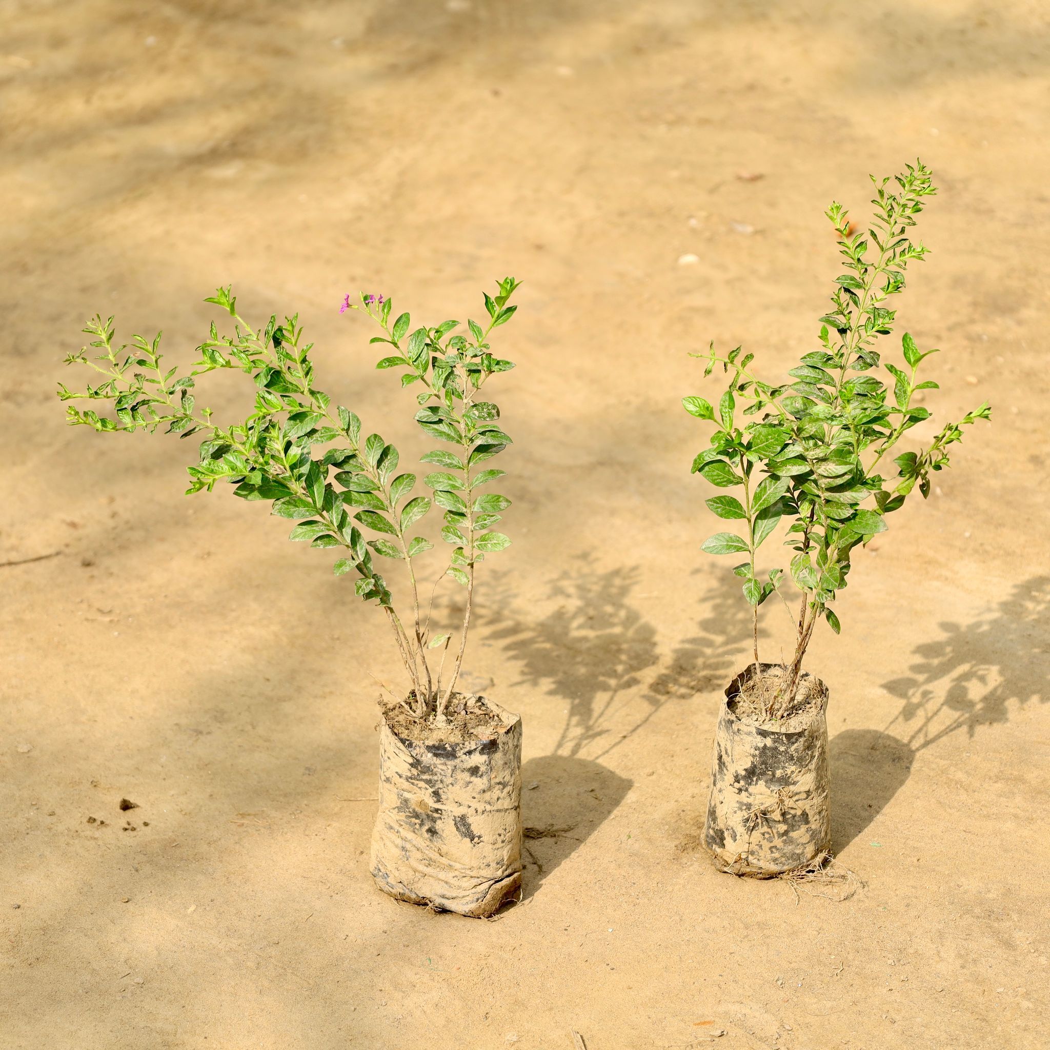 Set of 2 - Cuphea / False Heather (Any Colour)  in 4 Inch Nursery bag