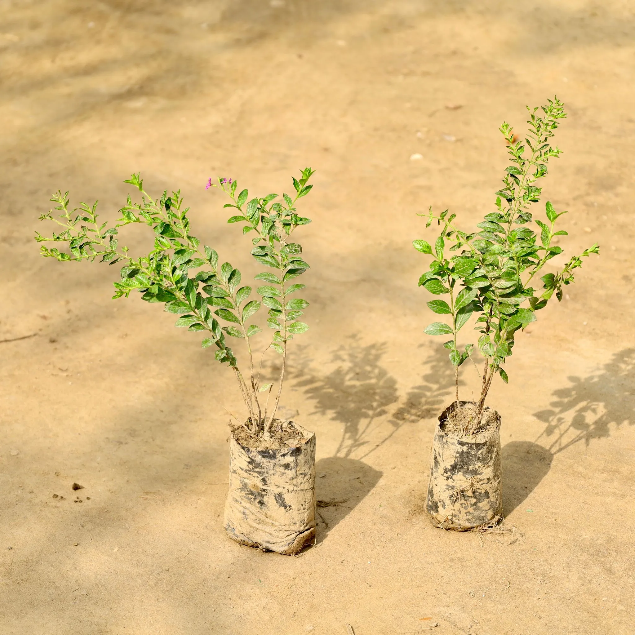Set of 2 - Cuphea / False Heather (Any Colour)  in 4 Inch Nursery bag