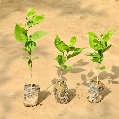 Set of 3 - Bel Patra  in 4 Inch Nursery bag