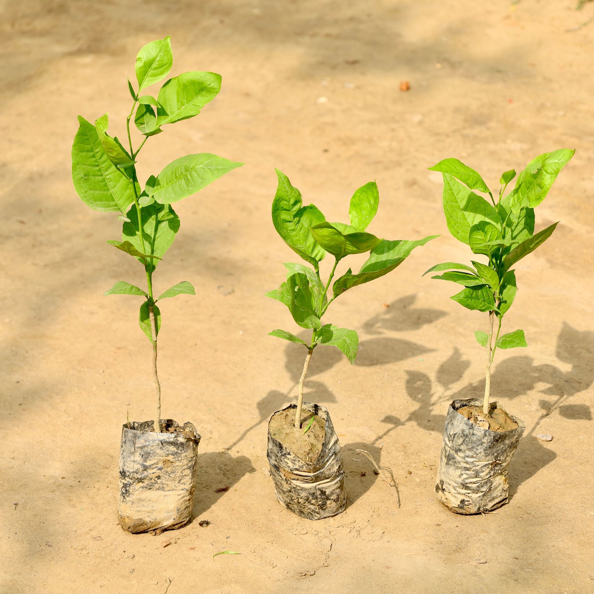 Set of 3 - Bel Patra  in 4 Inch Nursery bag