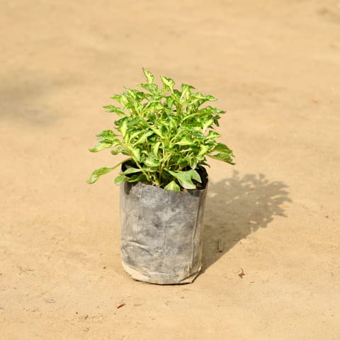 Set of 3 - Alternanthera Variegated in 4 Inch Nursery bag