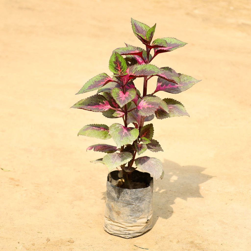 Coleus Red (Any Design) in 4 Inch Nursery Bag