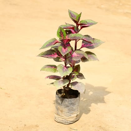 Buy Coleus Red (Any Design) in 4 Inch Nursery Bag Online | Urvann.com