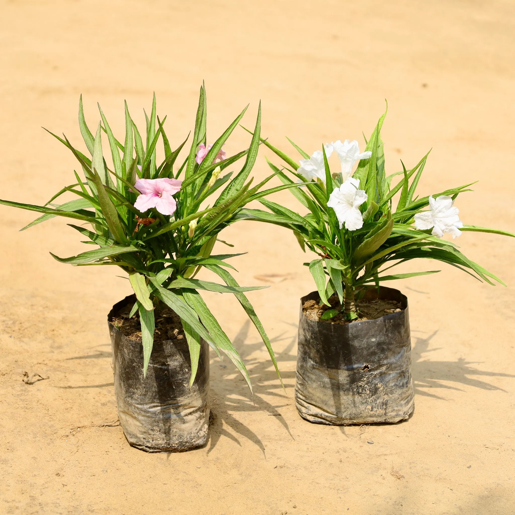 Set of 2 - Mexican Petunia / Ruellia Simplex in 4 Inch Nursery Bag