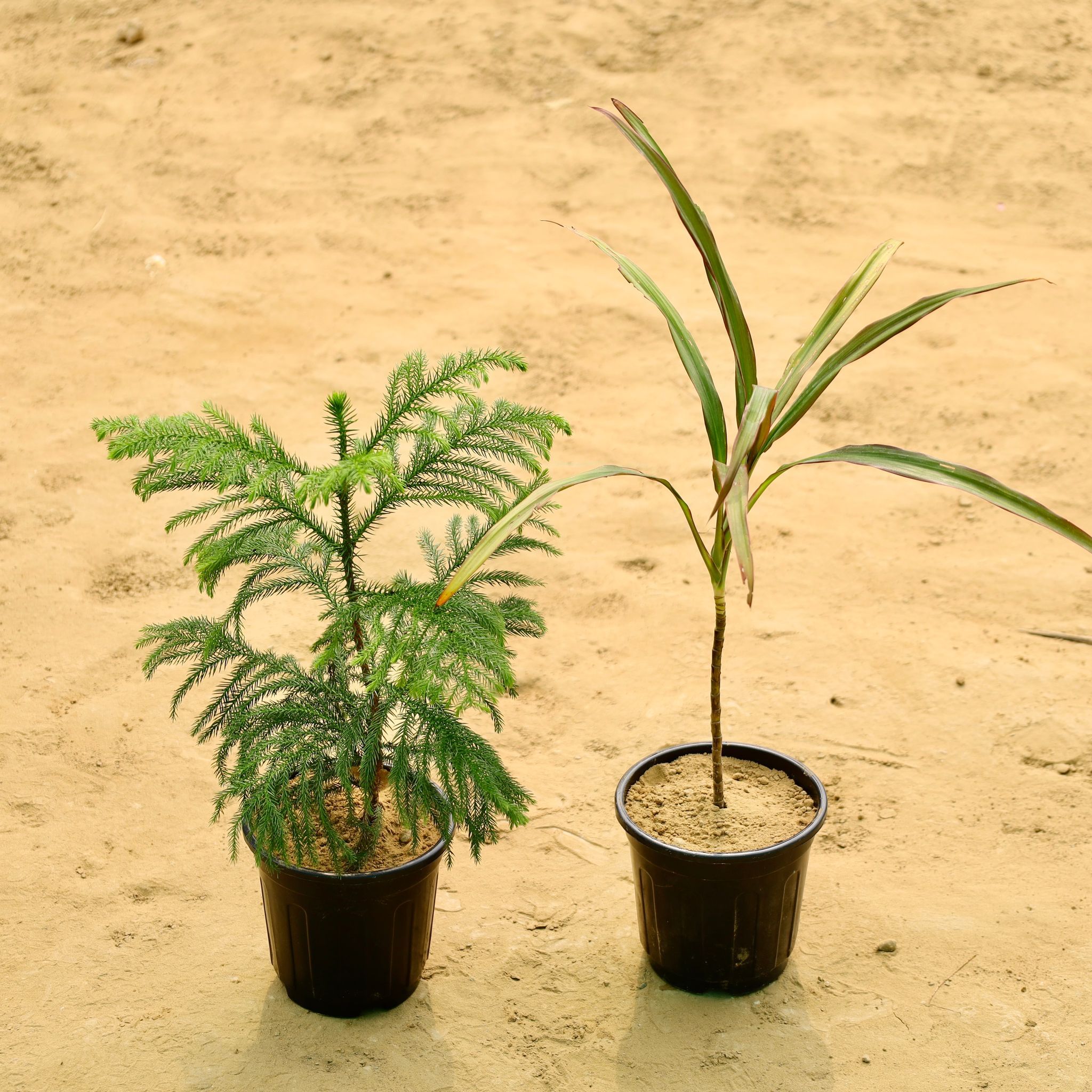 Set of 2 - Araucaria / Christmas Tree & Drycena Green  in 6 Inch Nursery Pot