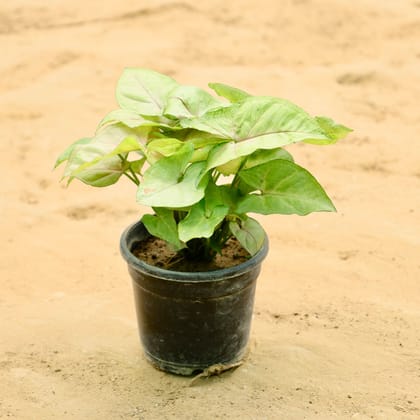 Buy Syngonium Dwarf in 4 Inch Nursery Pot Online | Urvann.com