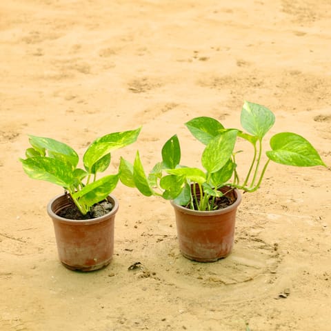Set of 2 - Money Plant Variegated in 4 Inch Live Fresh Plant Nursery Pot in Dwarka Sector 14