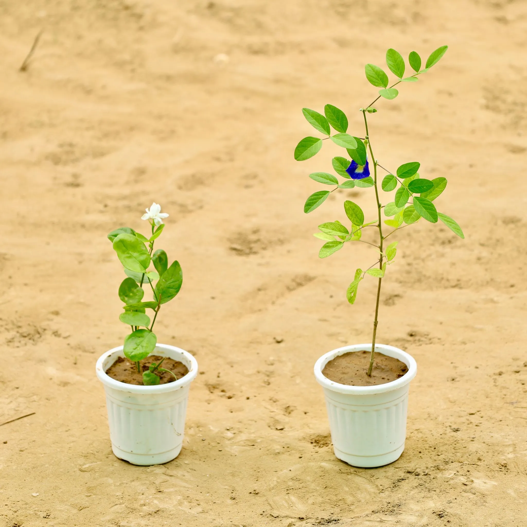 Set of 2 - Mogra / Jasmine (any colour) & Aprajita Blue in 4 Inch Nursery Pot