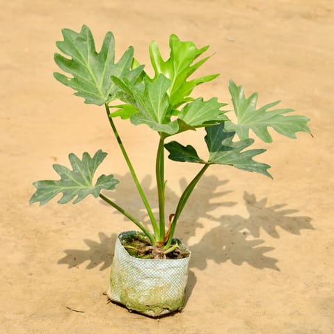 Xanadu in 4 Inch Nursery bag