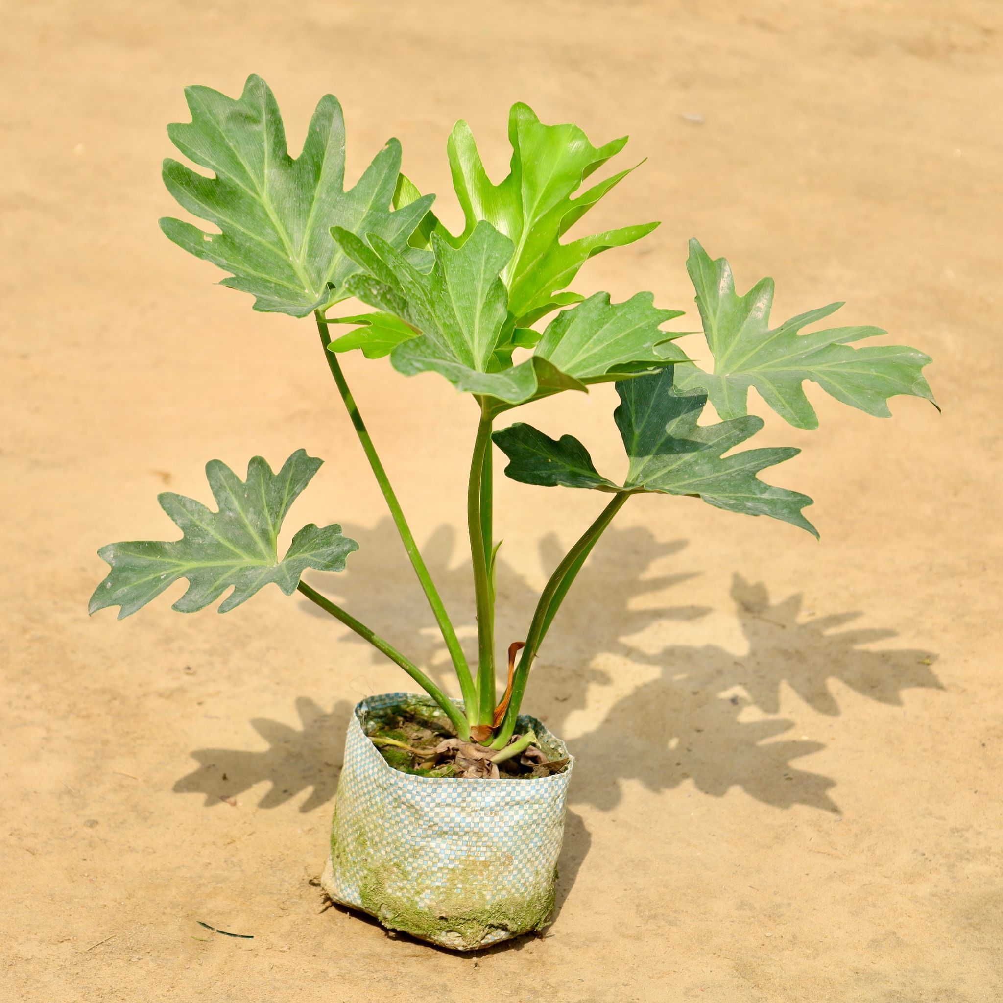 Xanadu in 4 Inch Nursery bag