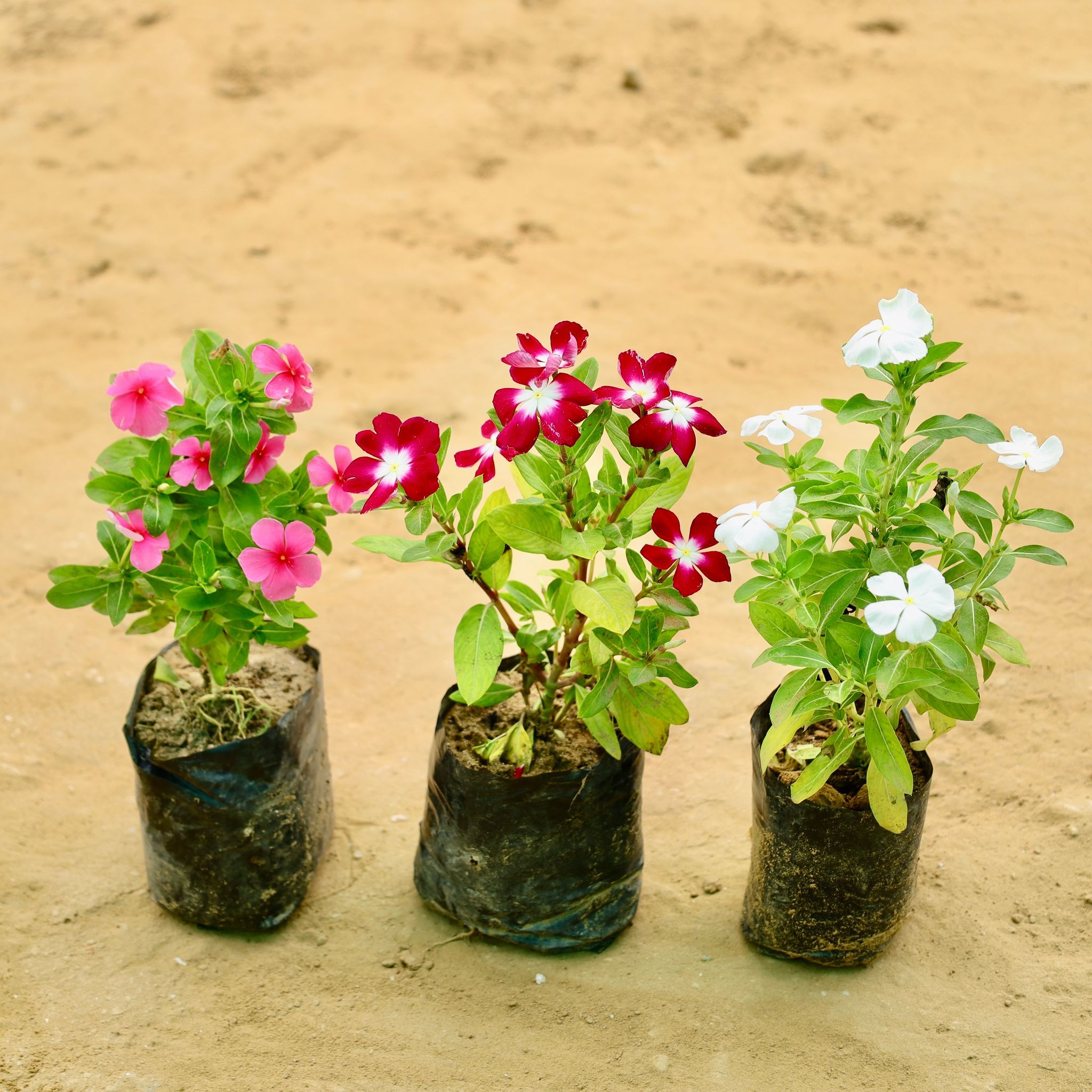 Set of 3 - Periwinkle / Vinca / Sadabahar (Any Colour) in 4 Inch Nursery bag