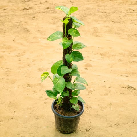 Money plant Green 3ft Mosstick in 10 Inch Nursery Pot