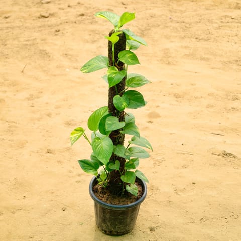 Air Purifier Money Plant 3Ft Mosstick in 10 Inch Nursery Pot