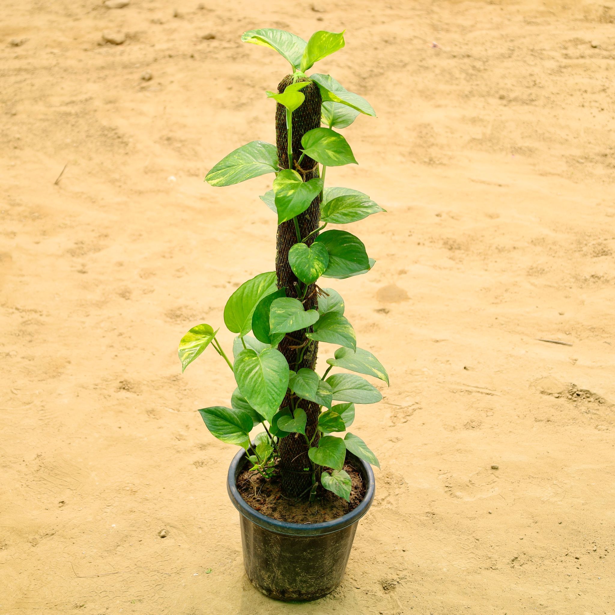 Air Purifier Money Plant 3Ft Mosstick in 10 Inch Nursery Pot