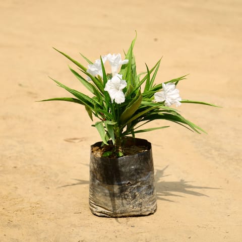 Mexican Petunia / Ruellia (Any Colour) in 4 Inch Nursery bag