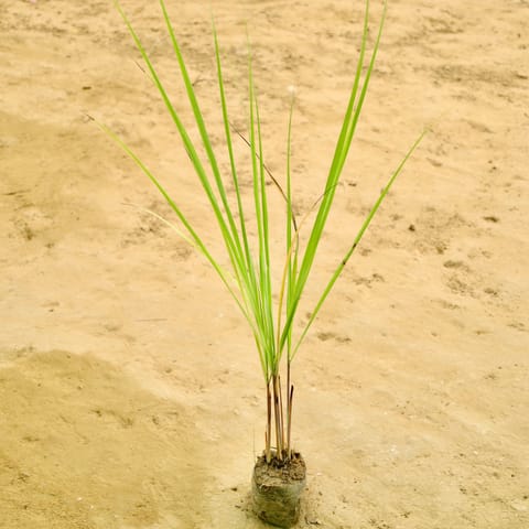 Lemon Grass in 4 Inch Nursery bag