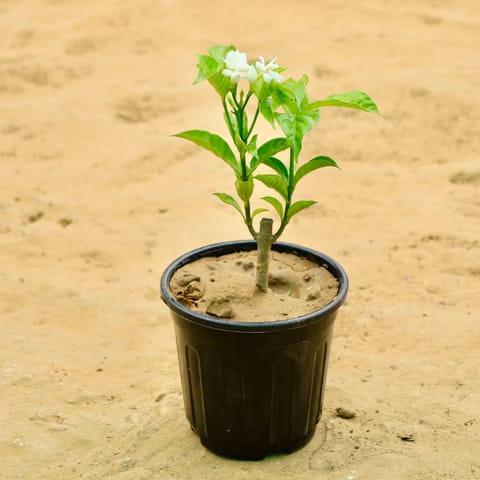 Double Chandni in 6 Inch Live Fresh Plant Nursery bag in Lajpat Nagar