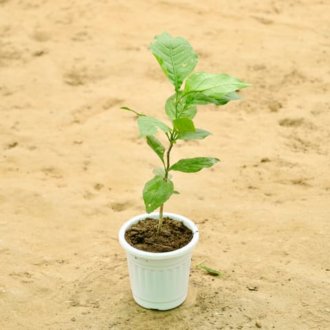 Bel Patra in 4 Inch Nursery Pot