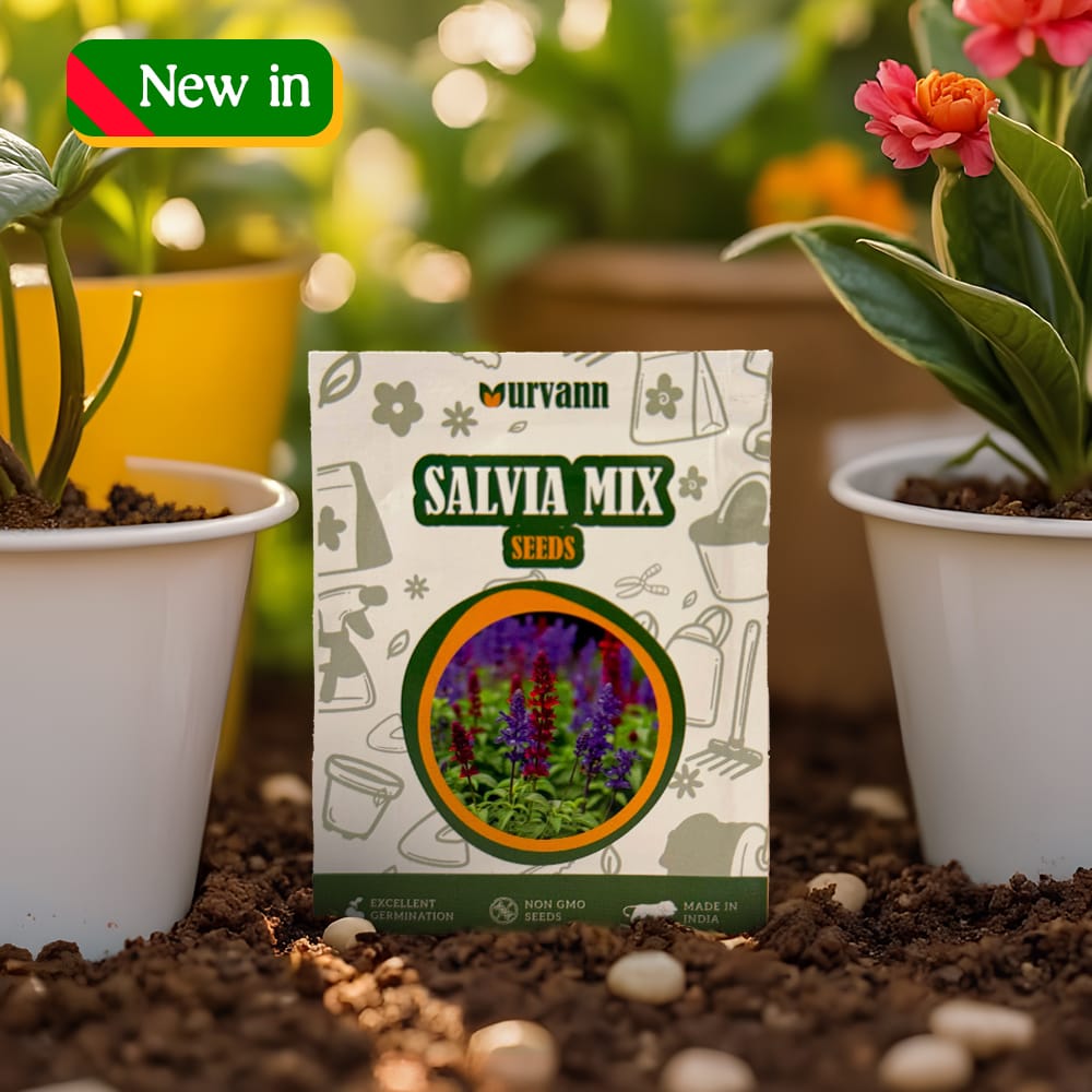 Salvia Mix Seeds - GMO Free | Excellent Germination | Easy to Grow | Vibrant Blooms
