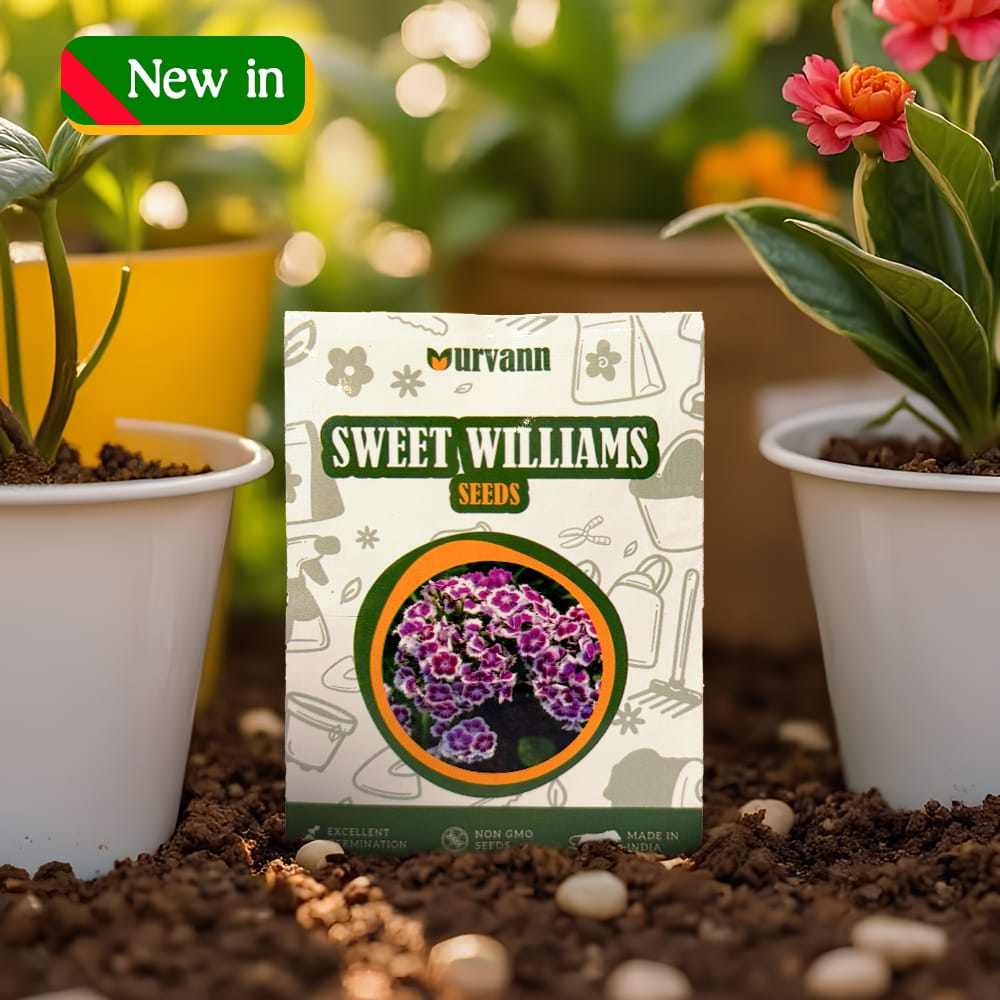 Sweet William Seeds - GMO Free | Excellent Germination | Easy to Grow | Vibrant Blooms